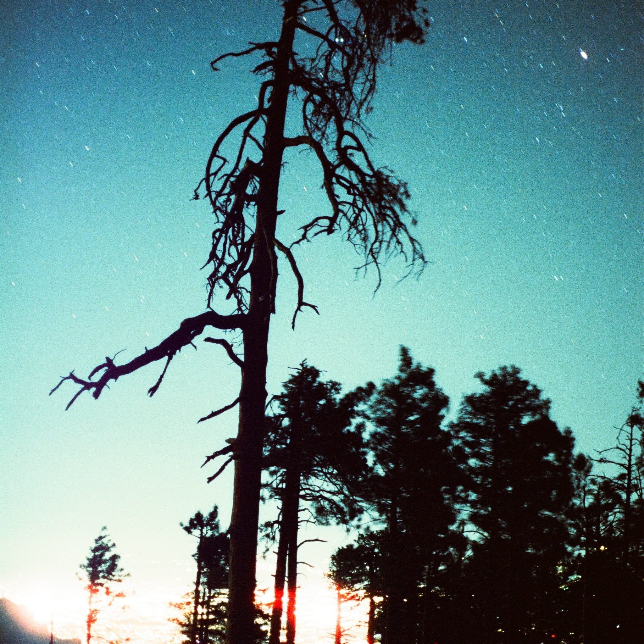 Pine trees silhouetted by night sky of stars and last of the sunset.