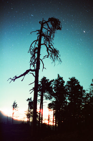 Pine trees silhouetted by night sky of stars and last of the sunset.