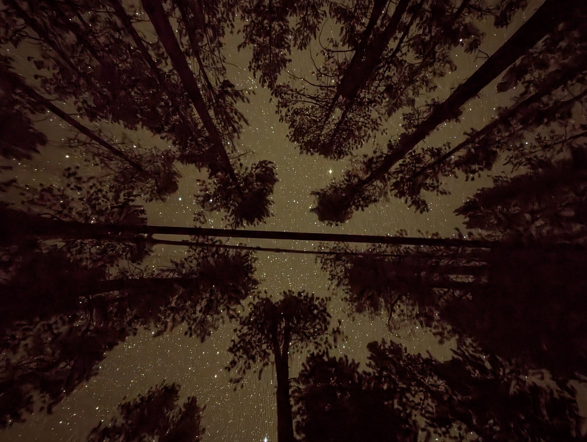 Starry night sky viewed from inside a stargazing tent, in a forest
